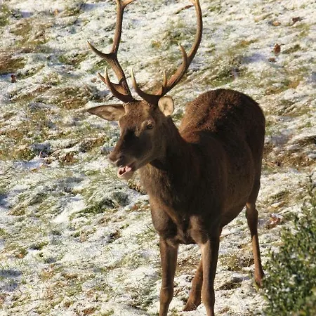 Σπίτι διακοπών Maison Du Coue Pyrenees Mourtis Pour 2 A 12 Pers Sengouagnet
