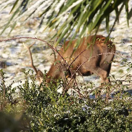 Maison Du Coue Pyrenees Mourtis Jusqu'a 12 Pers Nyaraló Sengouagnet