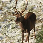 Vakantiehuis Maison Du Coue Pyrenees Mourtis Jusqu'a 12 Pers Sengouagnet