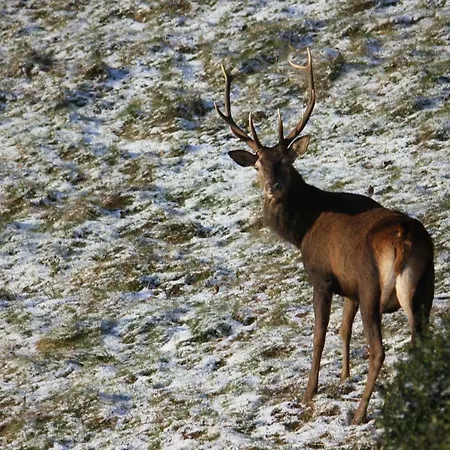 Nyaraló Maison Du Coue Pyrenees Mourtis Jusqu'a 12 Pers
