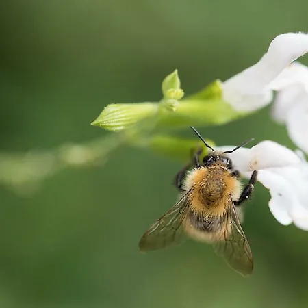 Дом отдыха Maison Du Coue Pyrenees Mourtis Gite Jusqu'A 12 Pers Sengouagnet