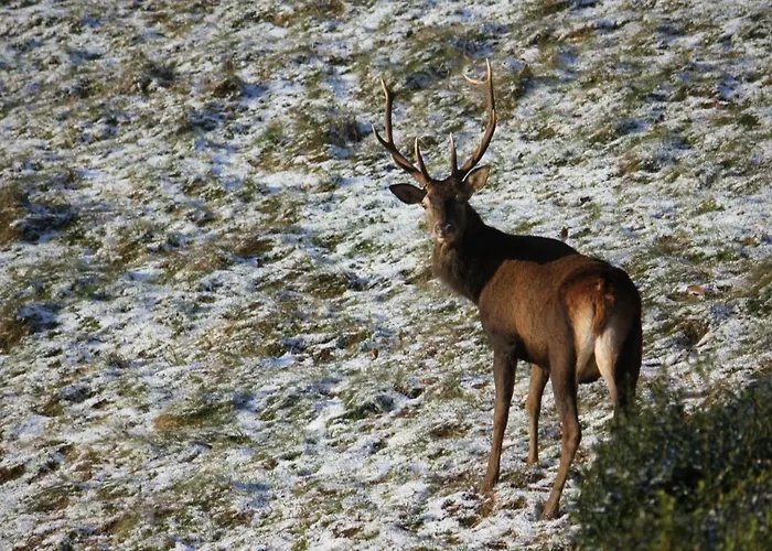 Prázdninový dům Maison Du Coue Pyrenees Mourtis Jusqu'a 12 Pers