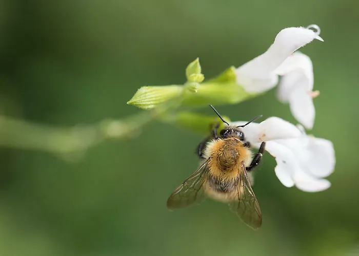 Prázdninový dům Maison Du Coue Pyrenees Mourtis Jusqu'a 12 Pers Sengouagnet